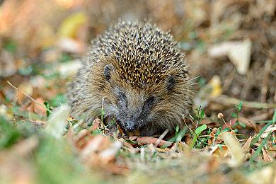 索尼暗示黑色版PS5主机要来了 最快于2022年登场